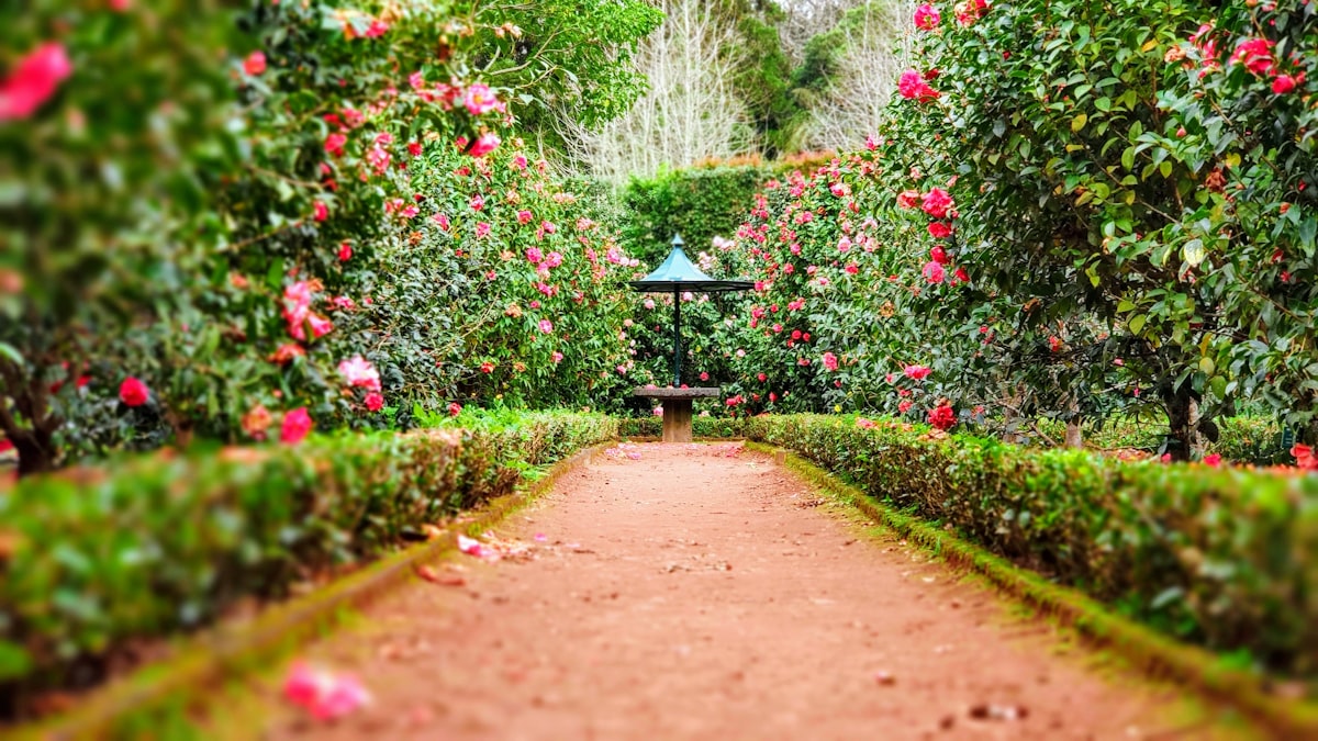The rose walk in the walled garden