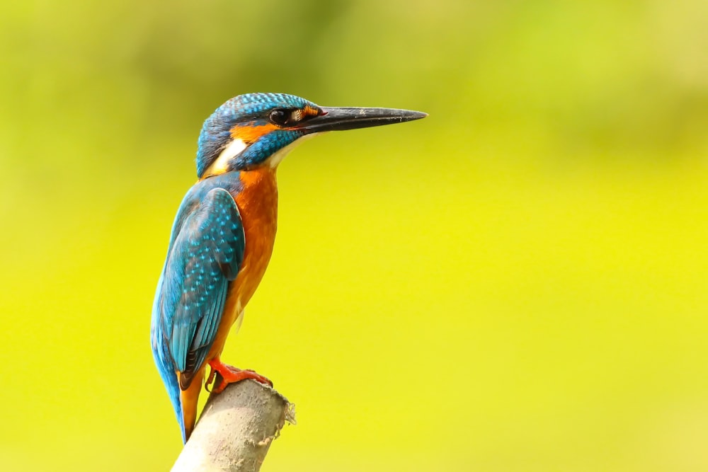 A kingfisher perched on a branch